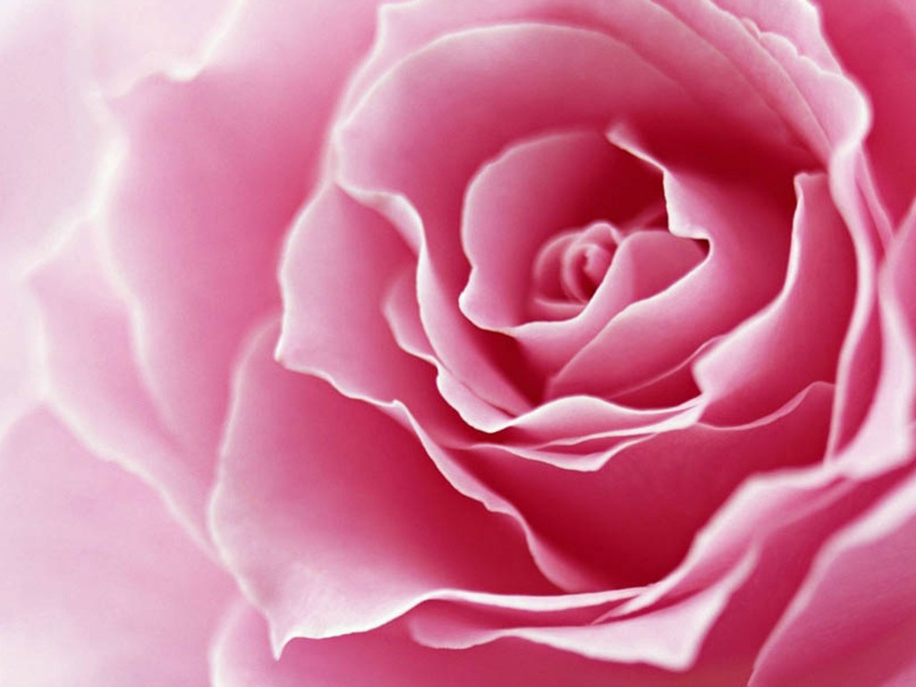 rosas no jardim poema:Minha amada amiga Isis Kozoski de Godoy, rosas no jardim poema:Minha amada amiga Isis Kozoski de Godoy,